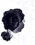 black rose 
rose noir