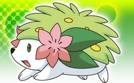 Shaymin Rox!